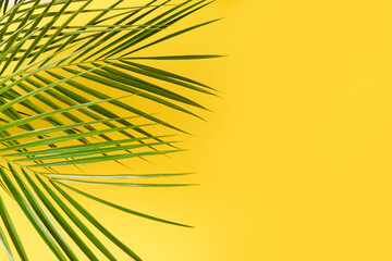 Green leaf of palm tree on yellow background with copy space