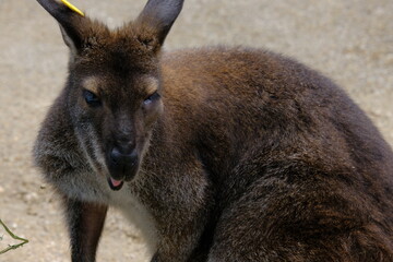 Fototapeta premium Kangaroo