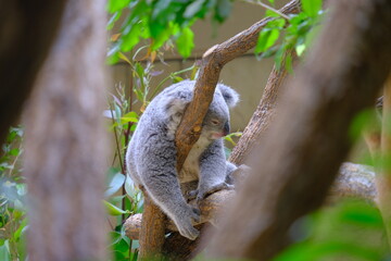 sleeping koala