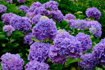 hydrangea in my garden
