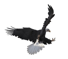 Eagle flying isolated at white