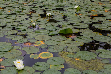 water lilies in a lake © electricmango
