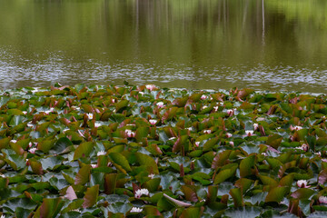 water lilies in a lake © electricmango