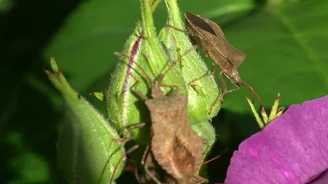 Stinkwanzen auf Rosenknospen (Makroaufnahme)