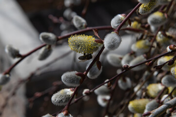 Bees pollinate the first flowers of willow