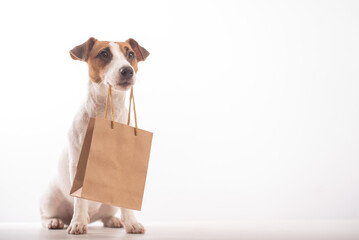 Portrait of dog jack russell terrier holding a paper craft bag in its mouth on a white background