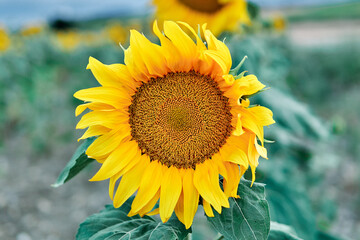 Fototapeta premium sunflower flower in the field with close up