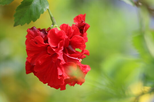 Beautiful red jaba flower in the garden