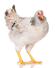 one white chicken isolated on white background, studio shoot