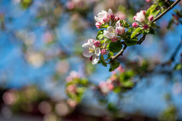 Blossoming apple branch with white and pink flowers on blue sky background