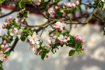 Branches with white and pink apple blossom at springtime