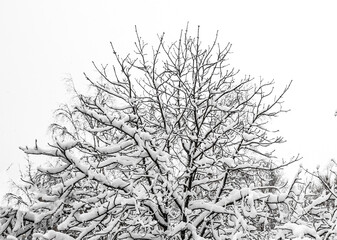 Beautiful trees covered with frost in winter park. white wood covered with frost. Abstract frosty landscape xmas season. Abnormal snowfalls and frosts. Fierce winter. Disaster.