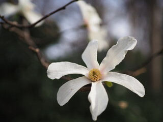 春の野山に咲くコブシ
