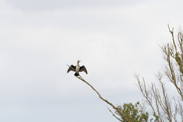 cormorant_drying_wings