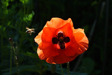 Obraz premium bee approaching red poppy flower illuminated by sunlight