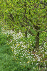 View into an orchard with cherry trees after blooming in Rheinhessen / Germany 