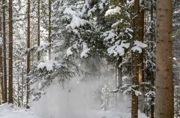 Spadający śnieg ze sosny w lesie