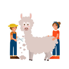 Postcard farm animals breeding by humans. Llama for wool working people cut and take care of. A farmer raises cattle. Colorful cartoon vector illustration. Vector illustration