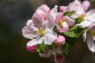 Fototapeta na wymiar Macro of an apple blossom in an orchard in Rheinhessen / Germany 