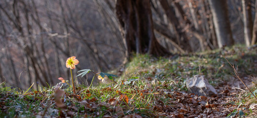 Pink colored helleborus
