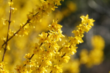 yellow flower tree