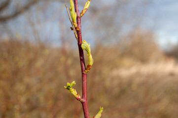 Blooming tree