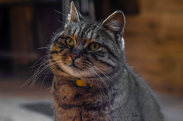 Fluffy gray cat sits on the verenda on the bench