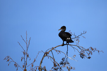 ein Kormoran auf einem Ast vor blauem Hintergrund