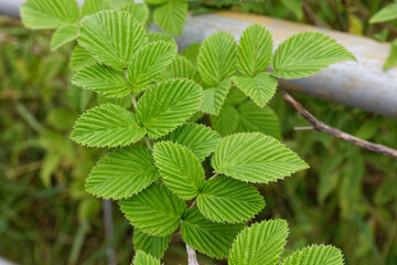 prickly leaves of the lantana camara wee