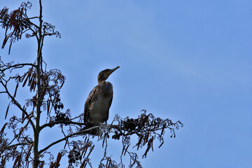 ein Kormoran auf einem Ast vor blauem Hintergrund