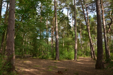 Green pine  forest in summer