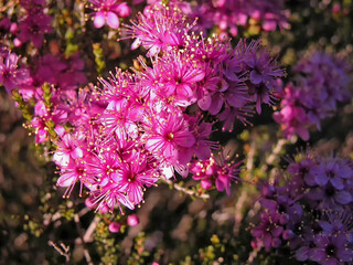 Desert flora or flowers of Western Australia, Calytrix Species.