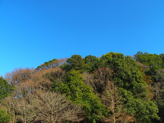 Obraz premium 春の里山の霞桜の枯れ木と森風景