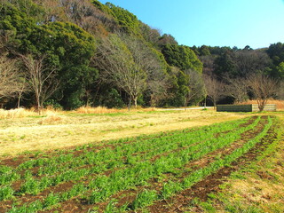 春の里山のライ麦畑と野原と森風景