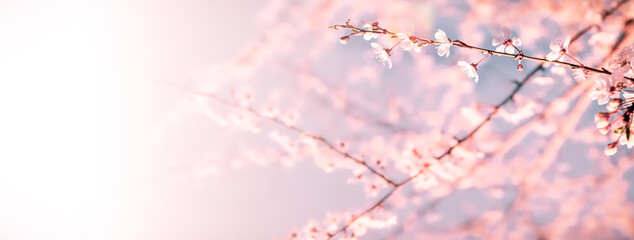 Abstract pink background with spring blossoms 