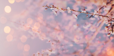 Abstract spring background with flowers in bloom