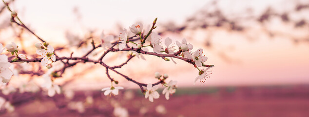 Beautiful spring background 