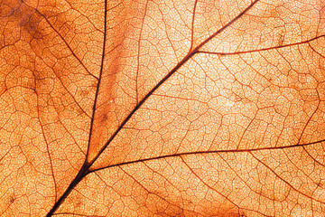 Dry leaf pattern and background. Leaf texture.