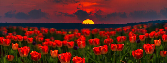 Fototapeta na wymiar Beautiful sunset background with red tulips. Panoramic view of natural landscape at dawn 