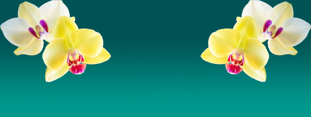 Yellow Orchids isolated on gradient background  © VanSky