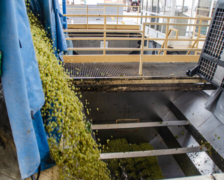 Caida de las uvas desde el tractor a la tolva de presion