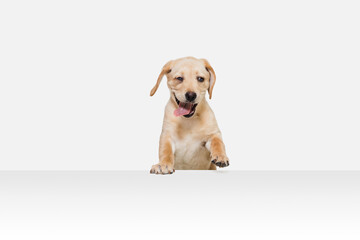 Little Labrador Retriever playing on white studio background