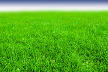 grass; green grass, natural; fresh; color