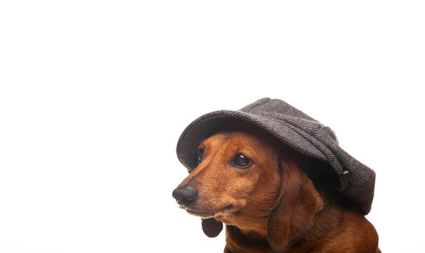 image of dog cap white background
