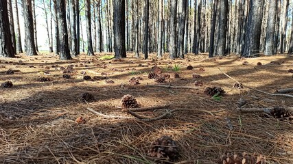 forest in the forest