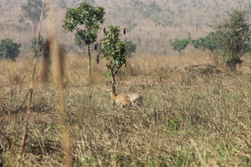 Wildlife