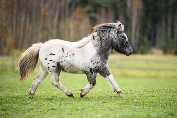 Obraz premium Appaloosa breed pony running on the field