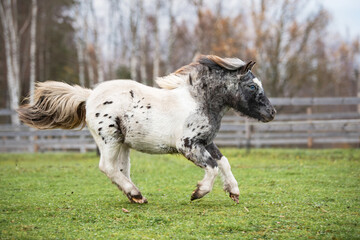 Fototapeta premium Appaloosa breed pony running on the field