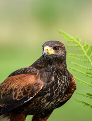 Close up of a Harris Hawk Bird of prey