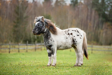 Appaloosa breed pony with blue eyes standing on the field
